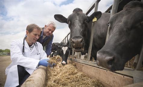 Farm vet - Founded by the enthusiastic directors Jon Parsons and George Giles in 2018. The whole team bring a wealth of knowledge and expertise along with a passion for the dairy industry. Our aim is simple; to provide an independent, proactive and cost-effective veterinary service to local dairy farmers whilst maintaining clinical excellence.